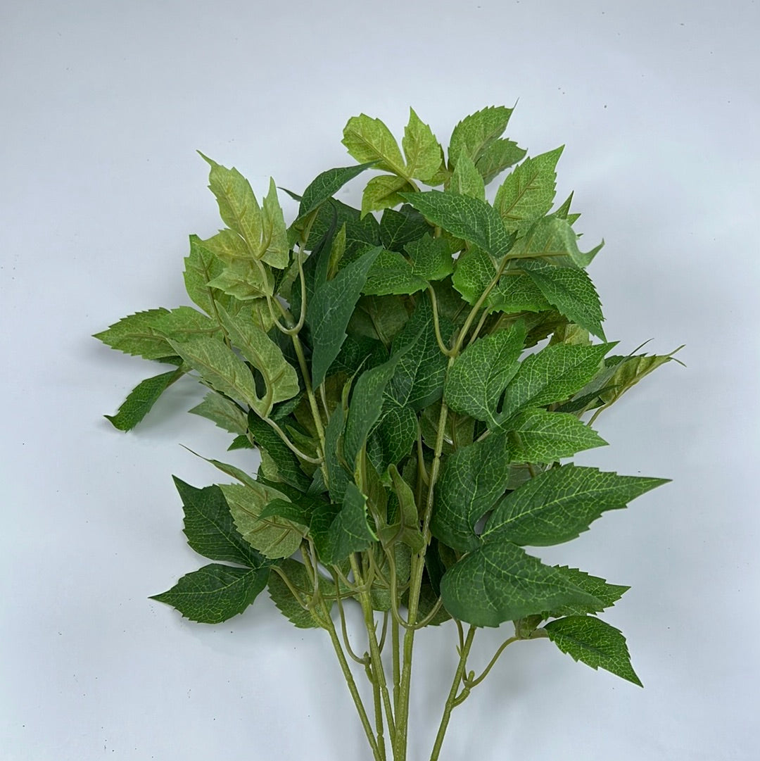 45Cm Fatsia Ivy Bush