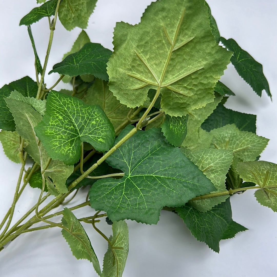 45Cm Cissus Ivy Bush
