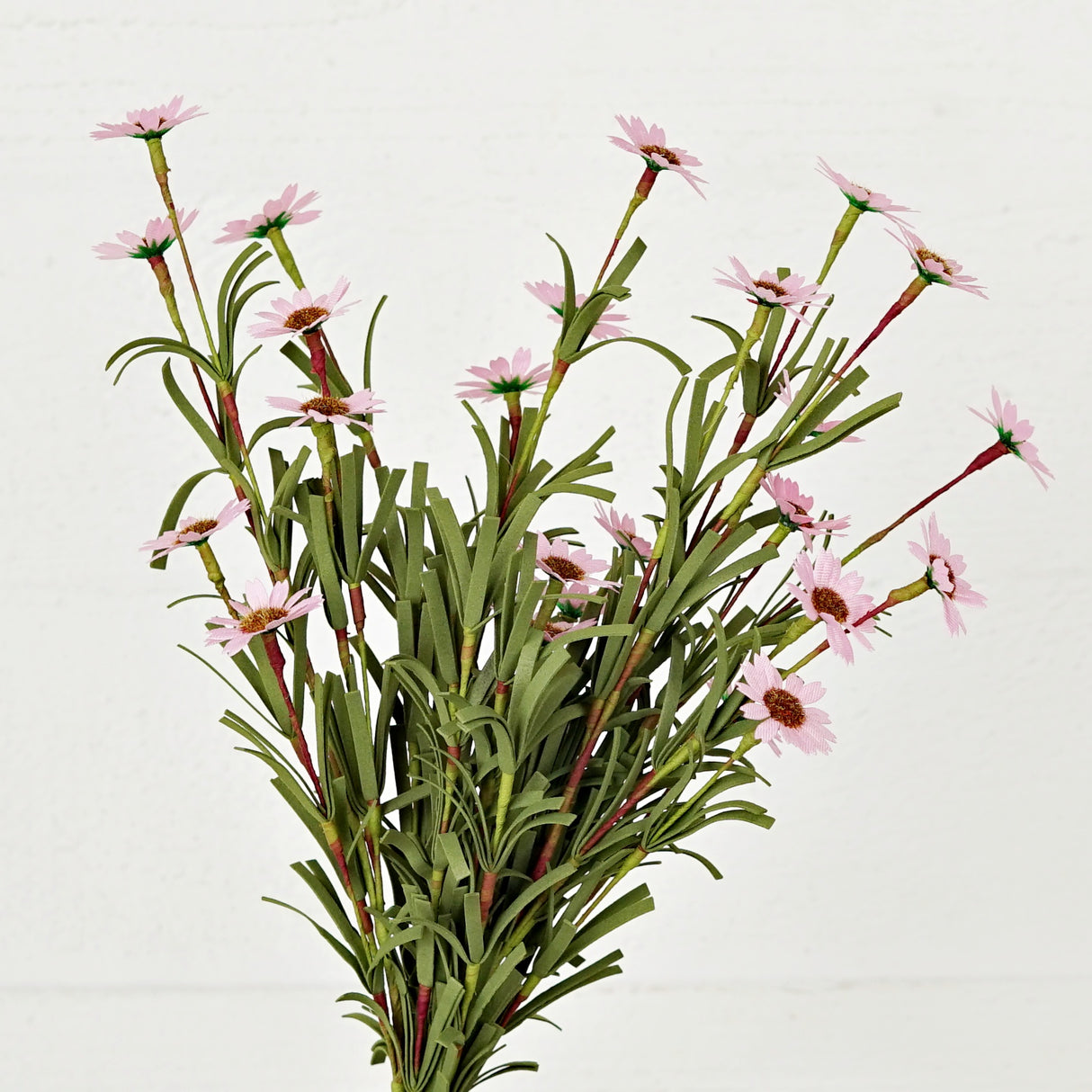 Pink Mini Mountain Daisy Bush (18")