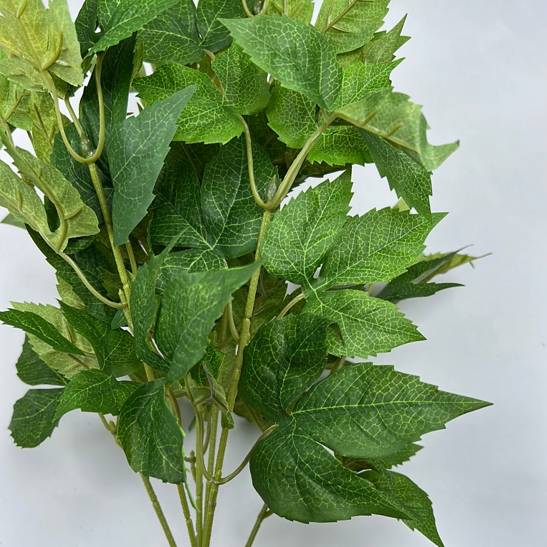 45Cm Fatsia Ivy Bush