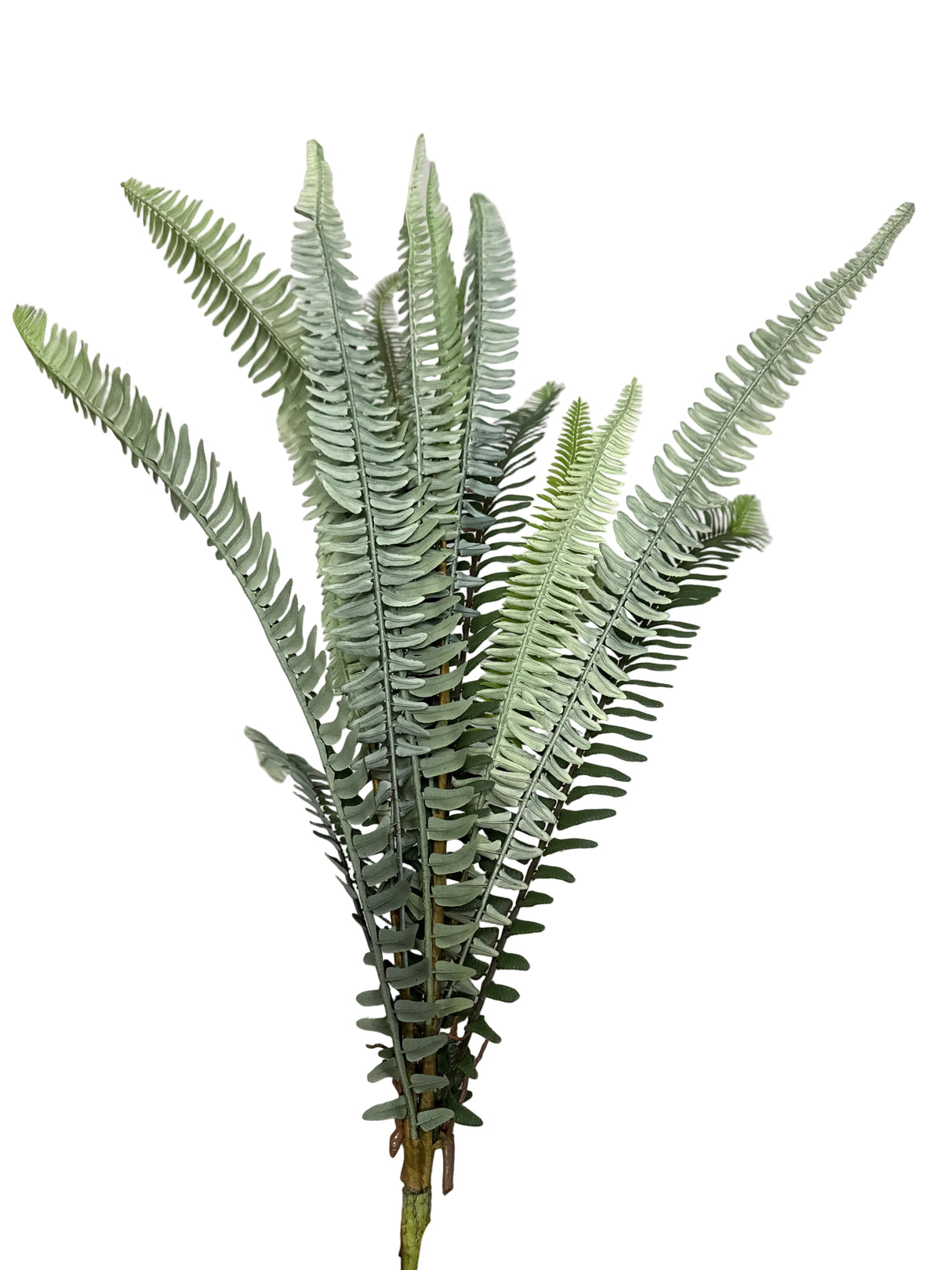 31” Boston Fern Bush