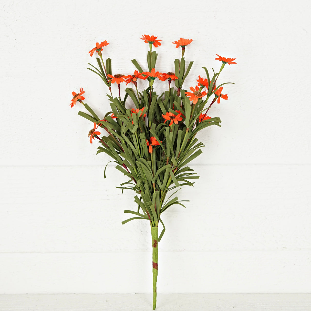 Orange Mini Mountain Daisy Bush (18")