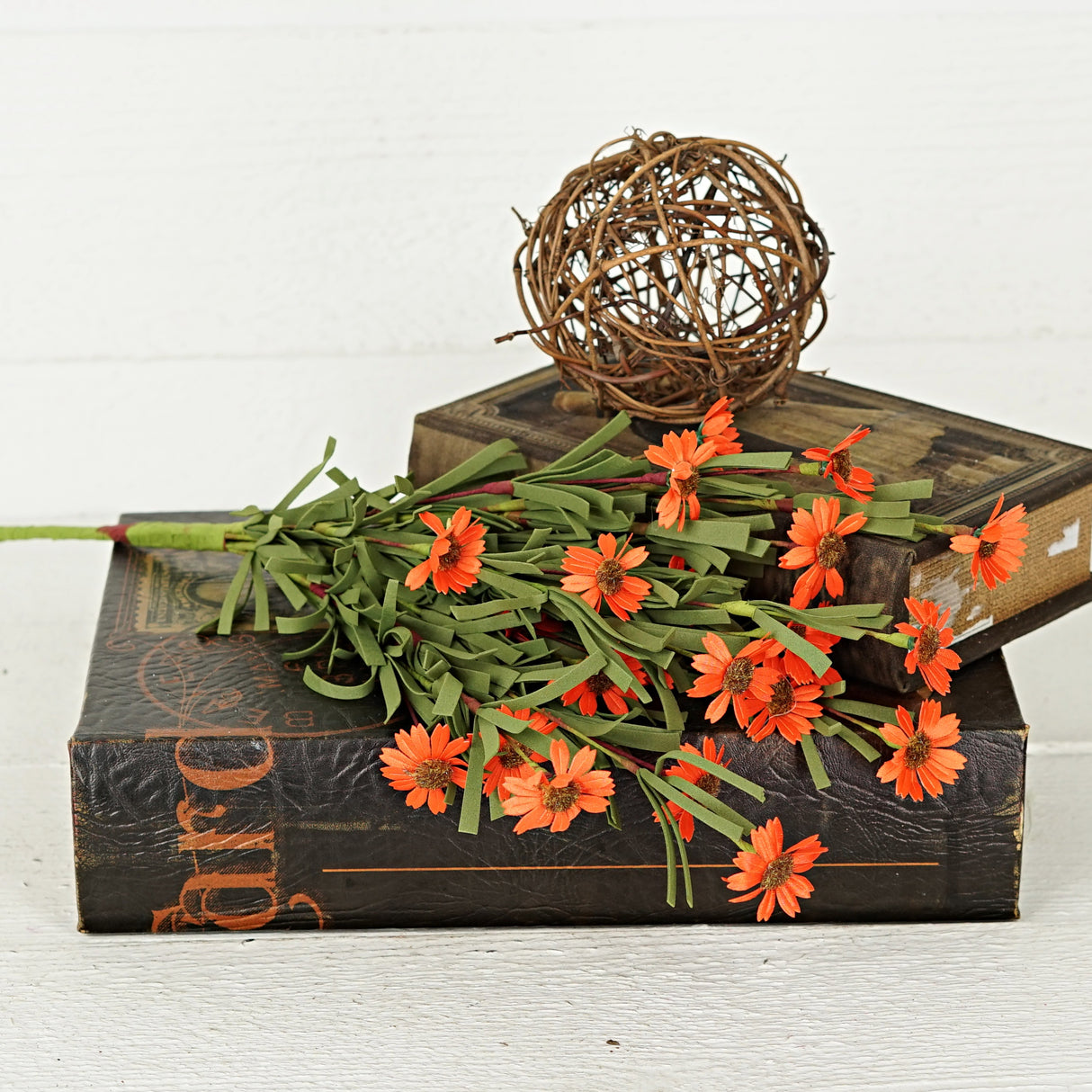 Orange Mini Mountain Daisy Bush (18")