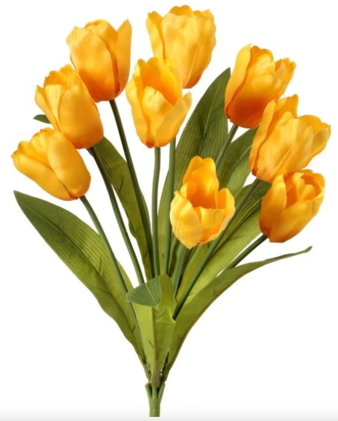 Welcome Tulip Spring Kit