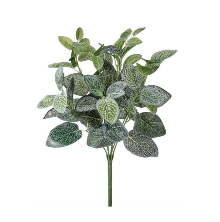 17" Treated Fittonia Bush X12