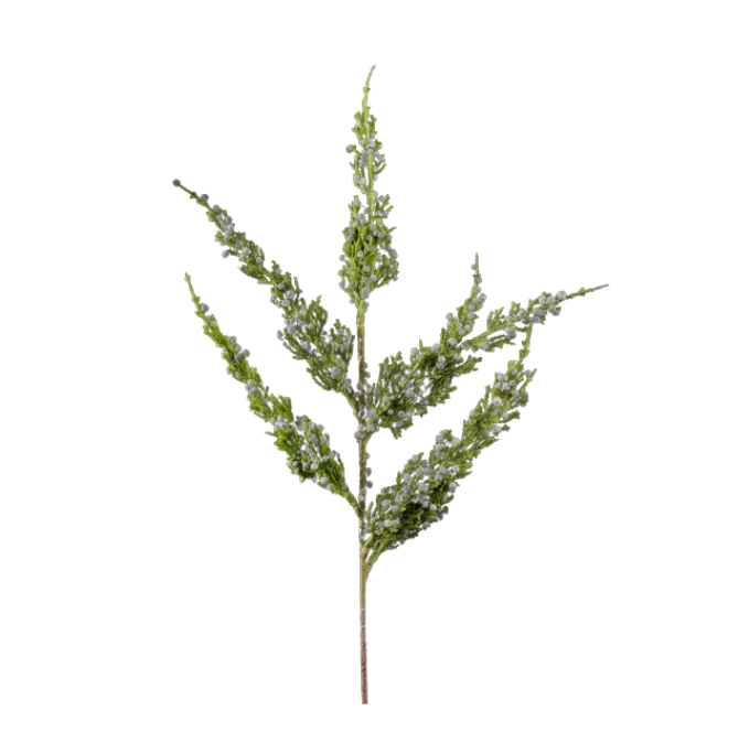 22"L Monterrey Cypress Spray