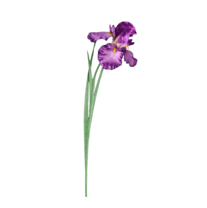 25"L Iris Stem