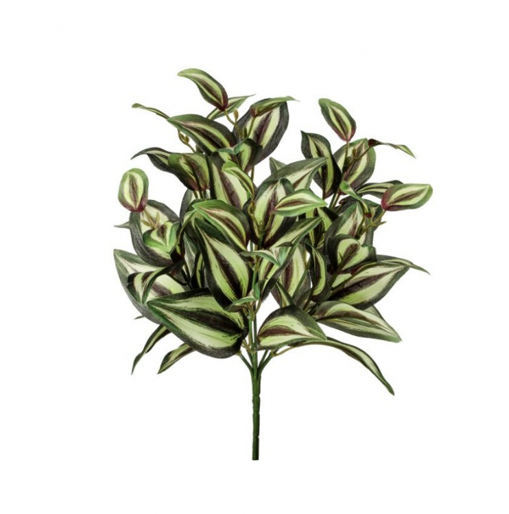 12" Tradescantia Plant