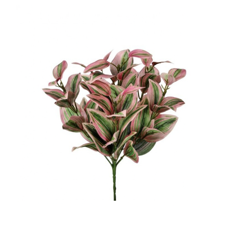 12" Tradescantia Plant