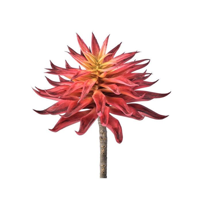 7" Pl. Star Succulent Pick