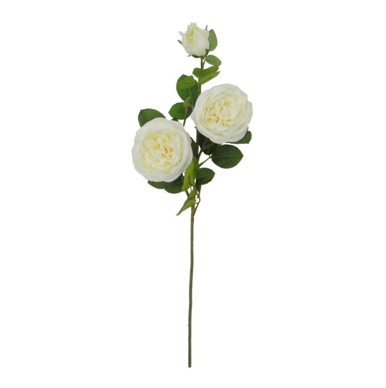 30" Austin Rose X 4 (White)