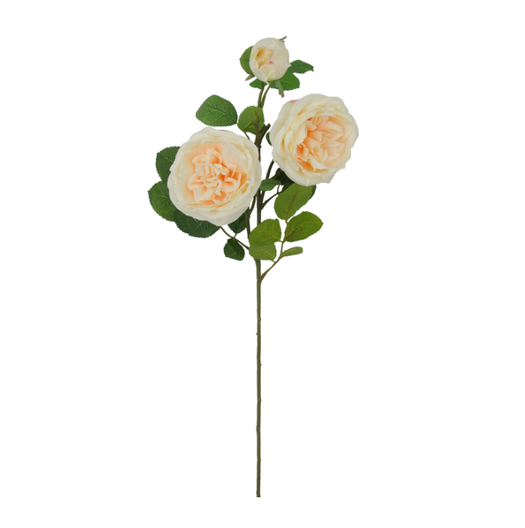 30" Austin Rose X 4 (Peach)