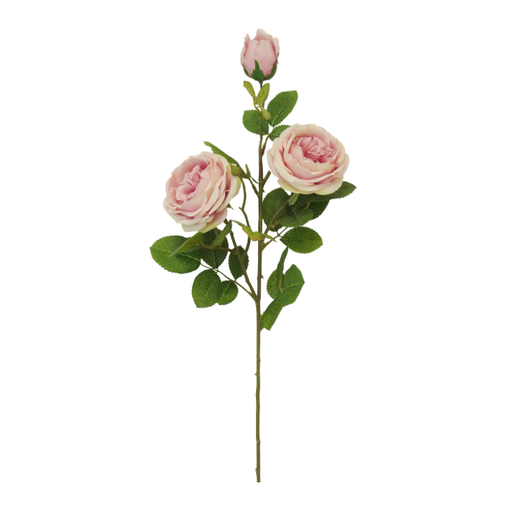 30" Austin Rose X 4 (Mauve)