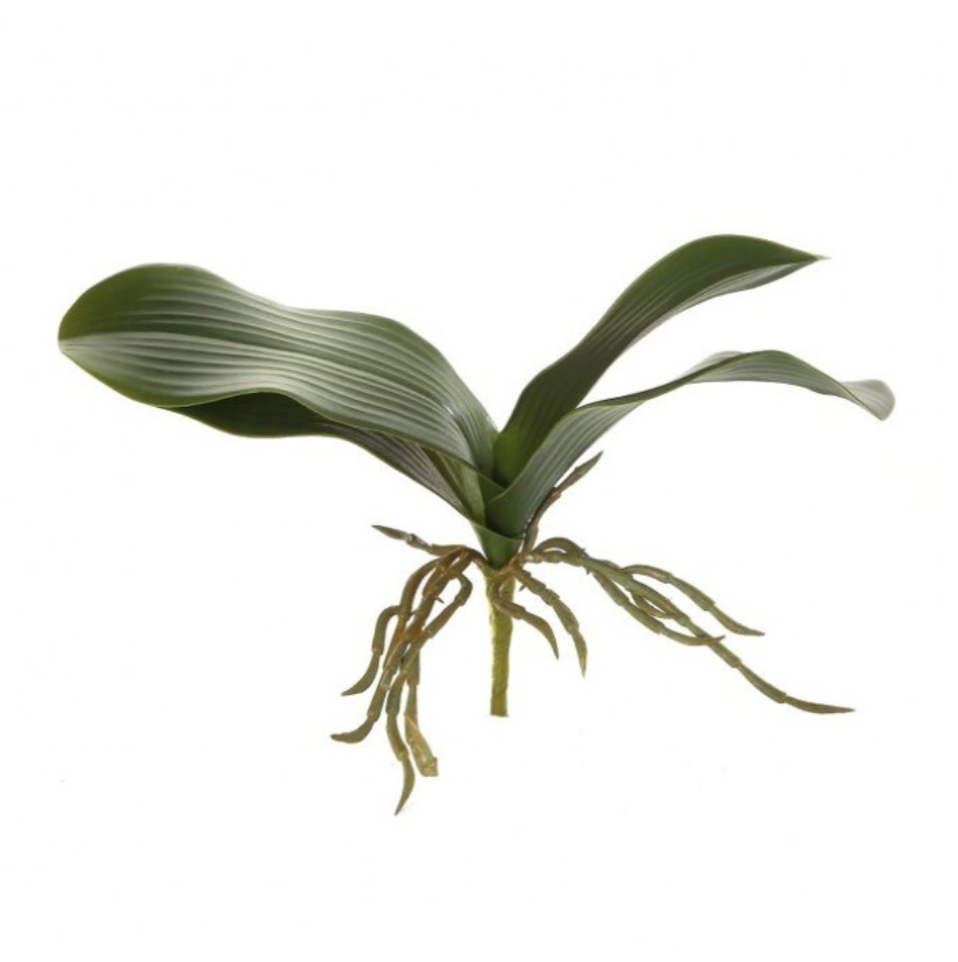 11" Pe Phalaenopsis Foliage X4