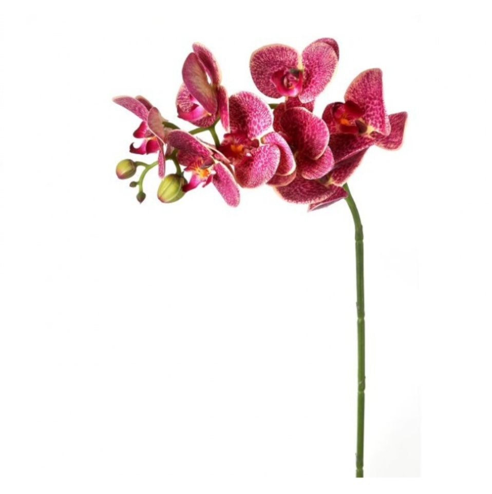 28" Greenhouse Phalaenopsis Spray (Russet)