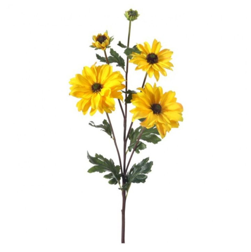 24" Shasta Daisy Spray X3 + 2 Bud