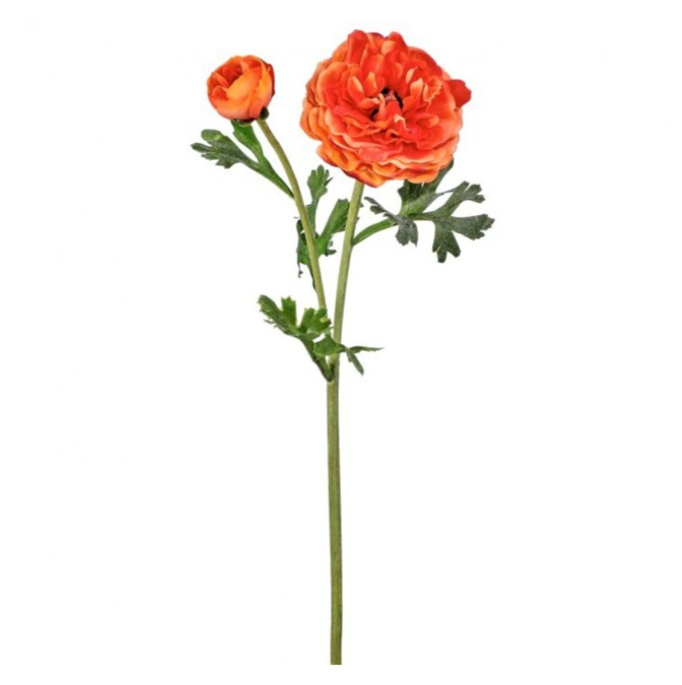 19" Just Cut Clooney Ranunculus +Bud (Orange)