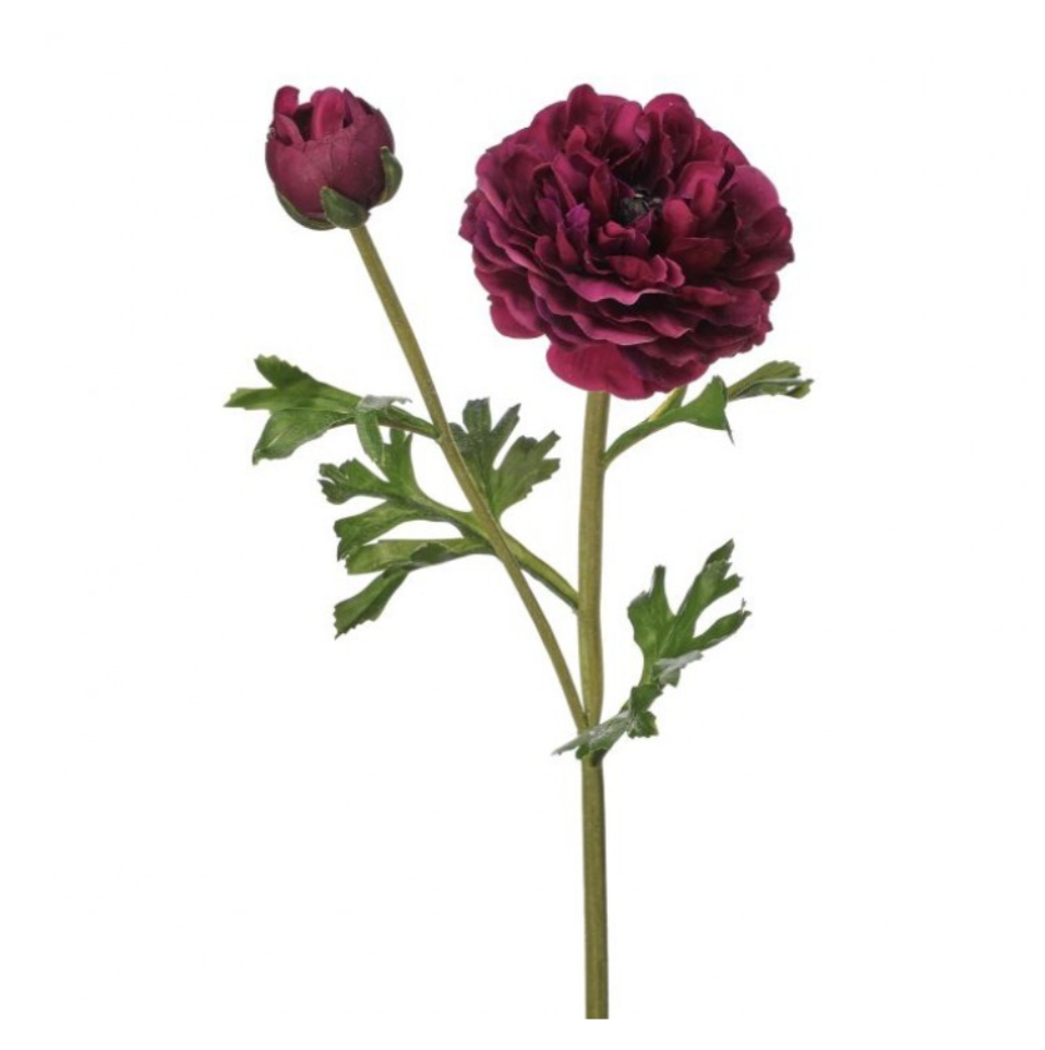19" Just Cut Clooney Ranunculus +Bud (Purple)