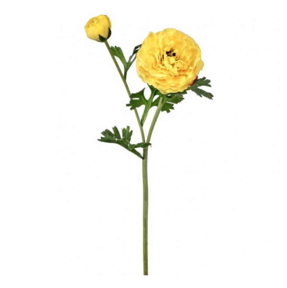 19" Just Cut Clooney Ranunculus +Bud (Yellow)