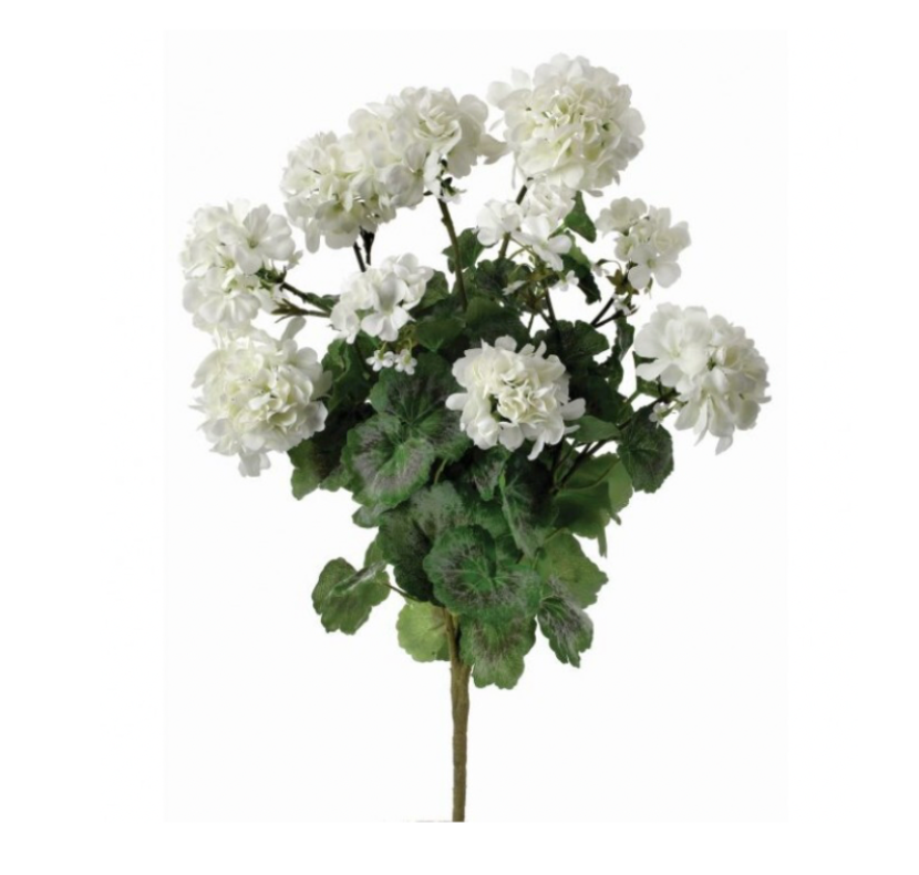 24" Summer Geranium Plant X 9 (White)