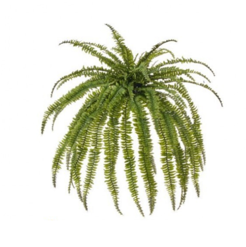 45"Wx57"L Jumbo Boston Fern