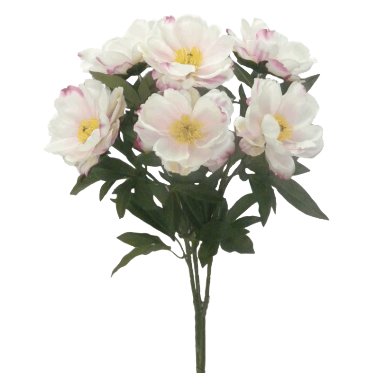 Magnolia Bush X 9 (Cream)