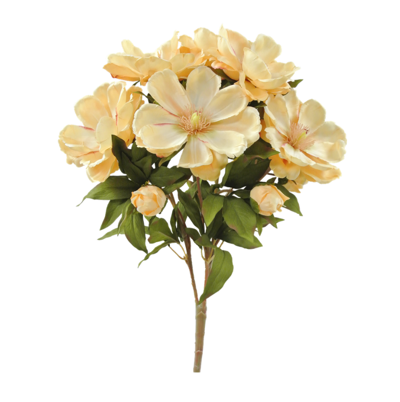 Magnolia Bush X 9 (Butter)