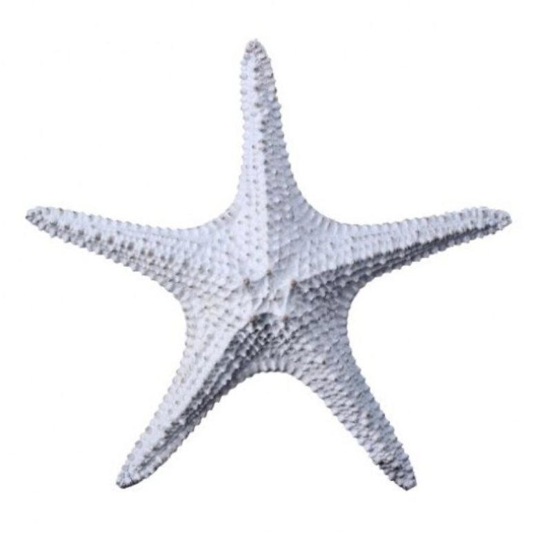 11.5" Resin Amalfi Starfish