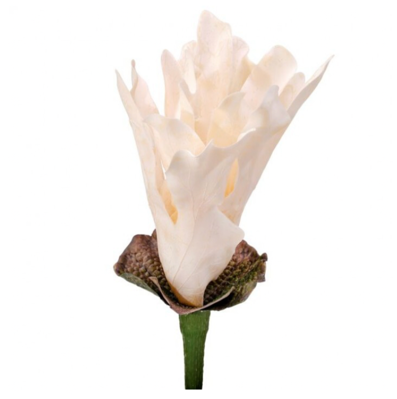 14" Coastal Staghorn Fern (Ivory)