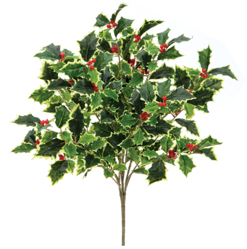 20" Variegated Holly Berry Bush