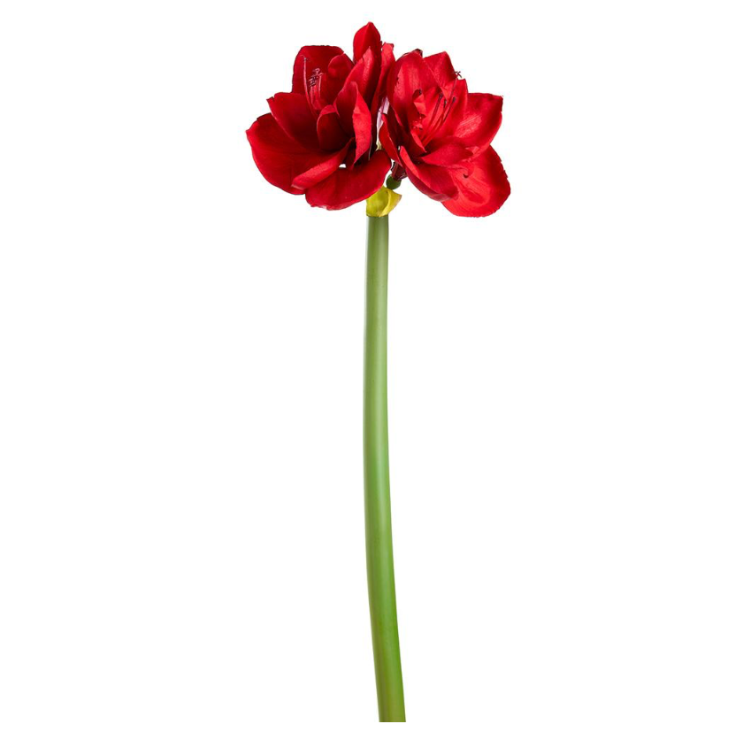 27" Amaryllis Spray (Red)