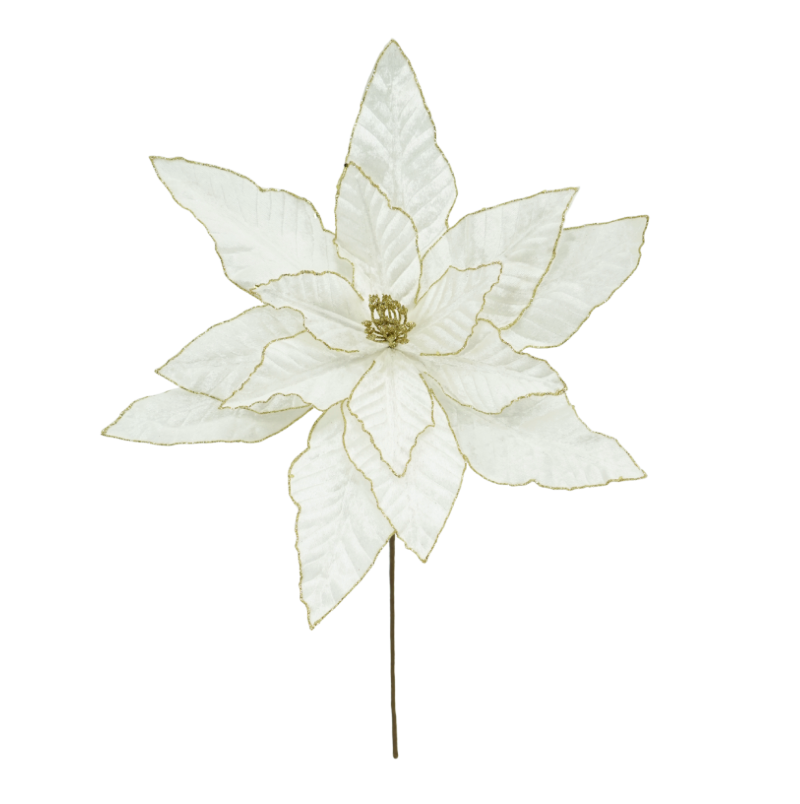 15" Glitter Edge Poinsettia (Cream/Gold)