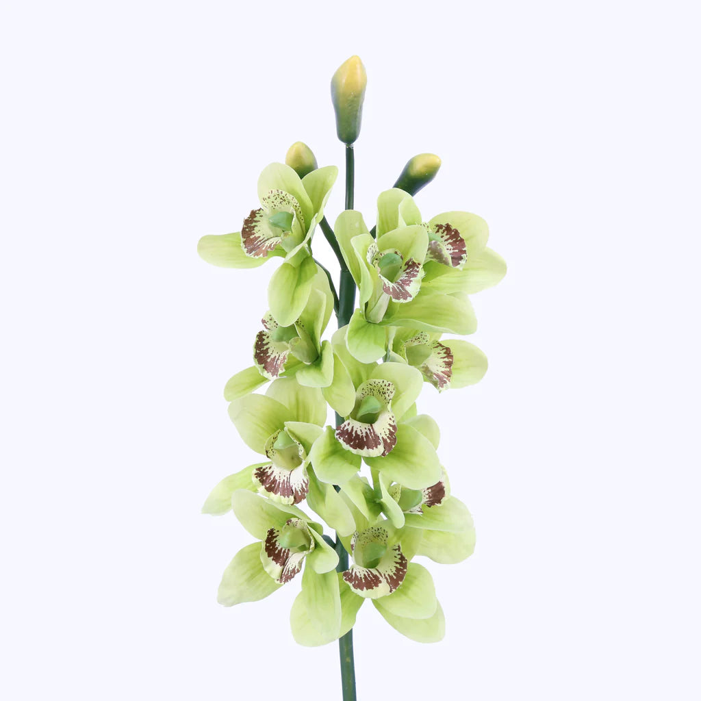 32 in. Cymbidium Spray