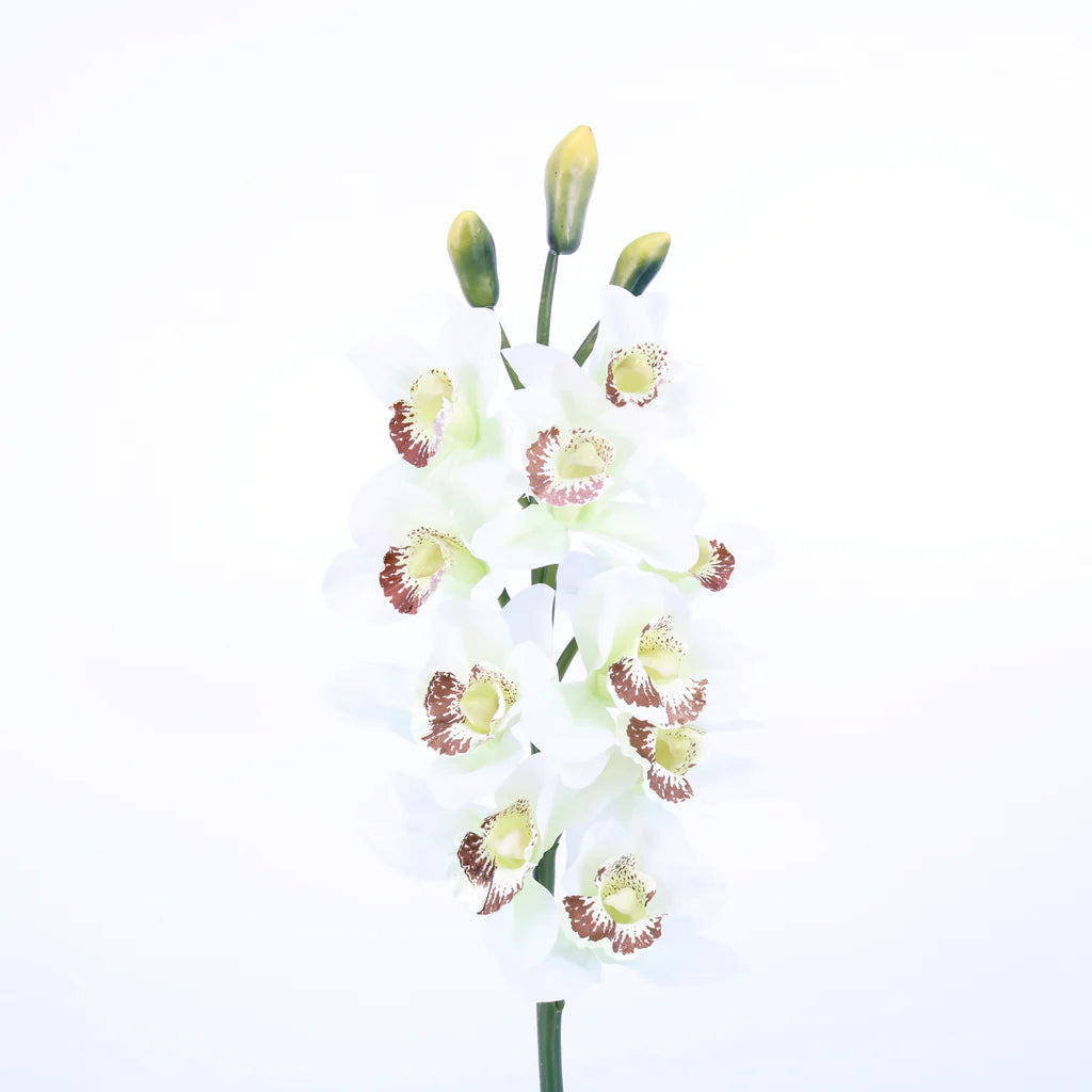 32 in. Cymbidium Spray