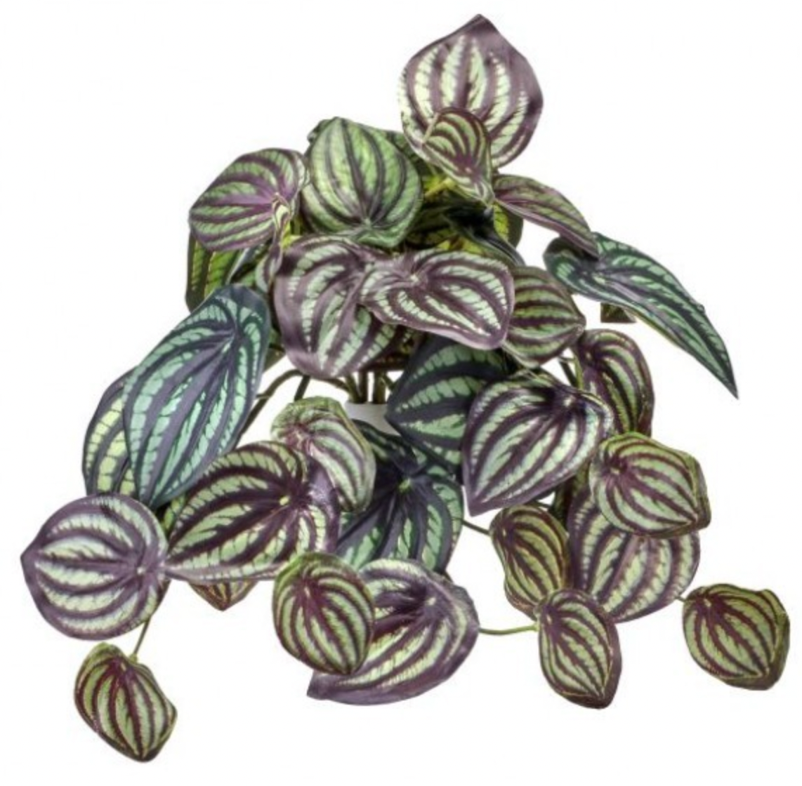 9" Natural Watermelon Peperomia Bush X8