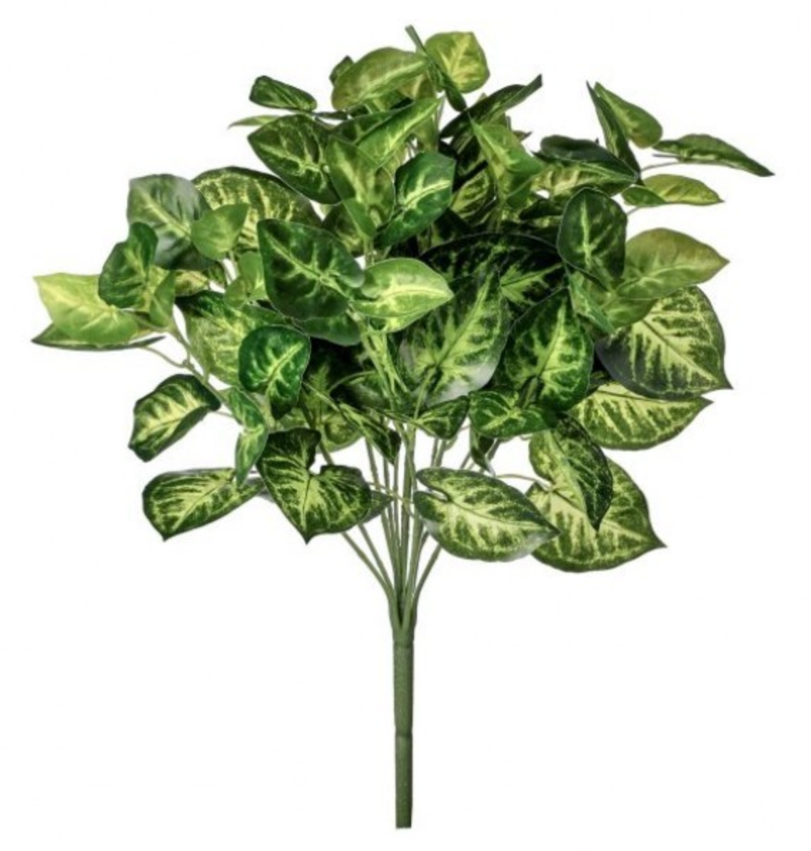 17" TREATED NEPHTYTUS BUSH X12