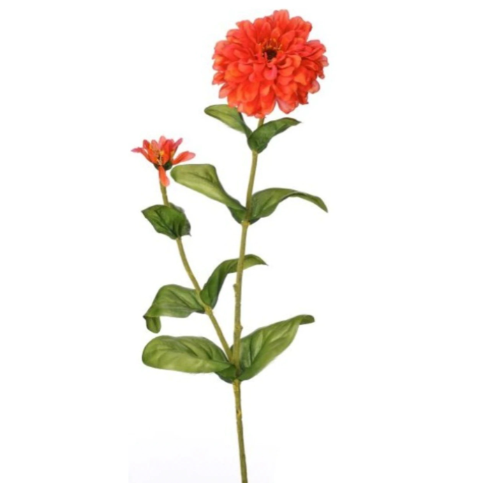 30" Garden Zinnia + Bud