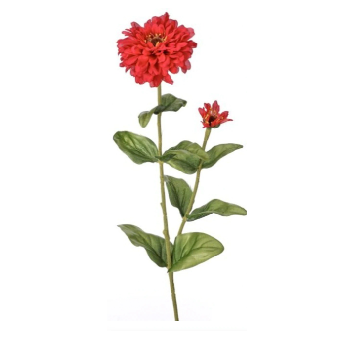 30" Garden Zinnia + Bud