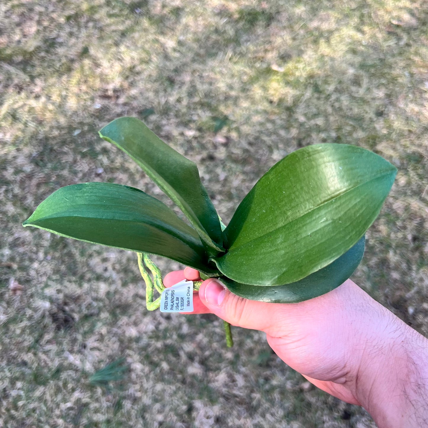 Phalaenopsis foliage with roots