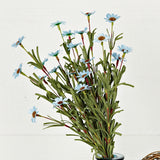 Blue Mini Mountain Daisy Bush (18")