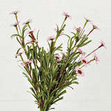 Pink Mini Mountain Daisy Bush (18")