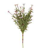 Pink Mini Mountain Daisy Bush (18")
