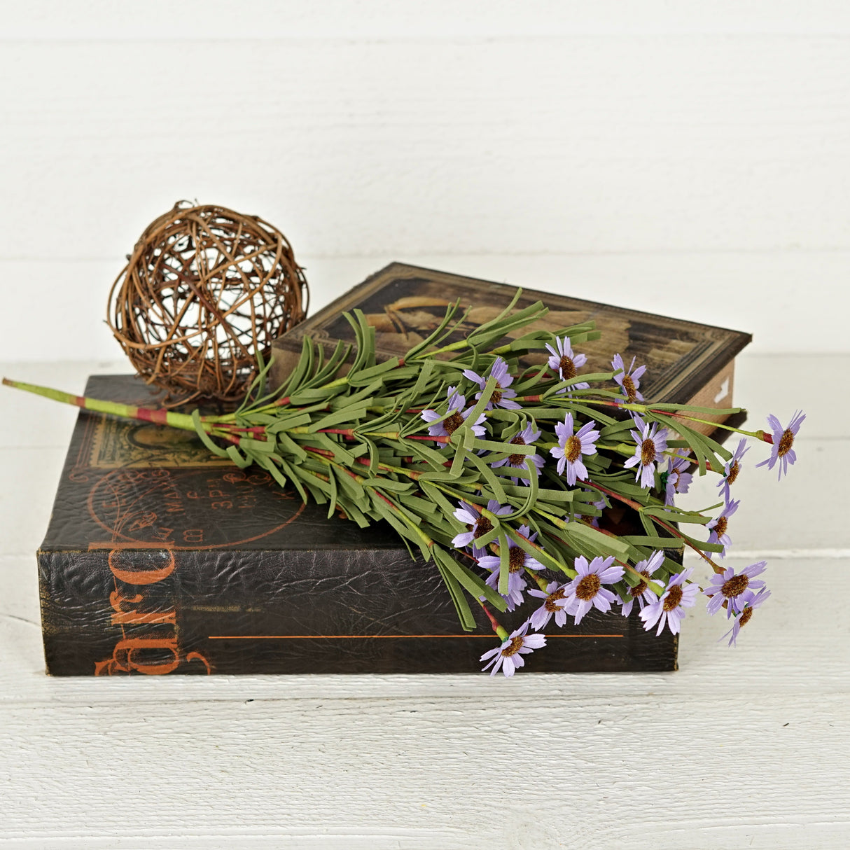 Purple Mini Mountain Daisy Bush (18")