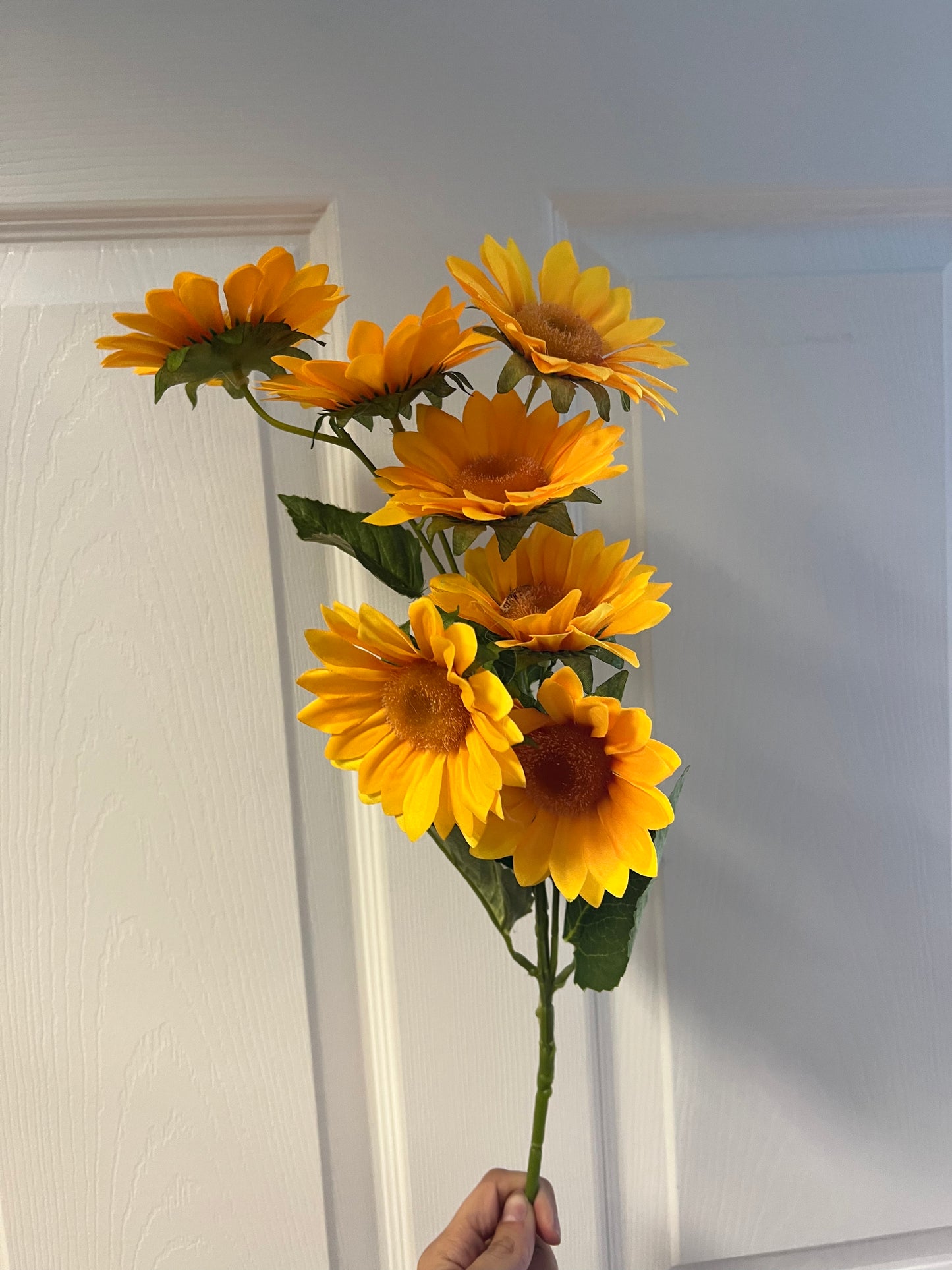 31In Sunflower Stem X7