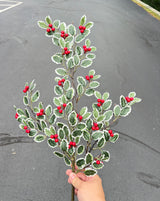 30In. Iced Variegated Holly Sp W/Berry