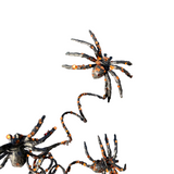 19.5" Spider Spray