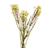 31” Wax Flower Spray (White)