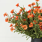 Orange Mini Mountain Daisy Bush (18")