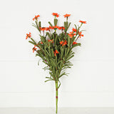 Orange Mini Mountain Daisy Bush (18")