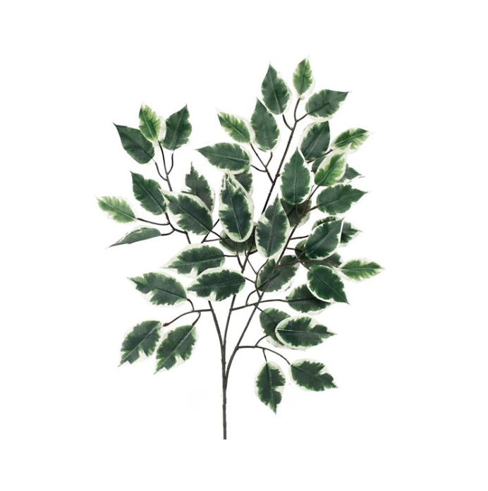 Ficus Bundle